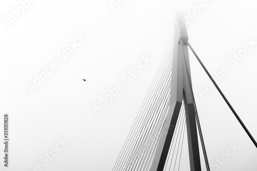 rotterdam bridge black and white erasmusbrug erasmus netherlands abstract black and white photo