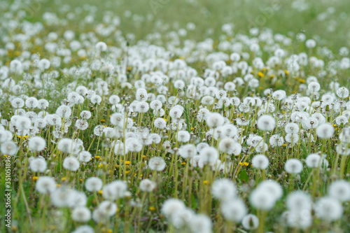 Blooming white dandelion field with dandelion seeds after flowering. Natural herb fluffy dandelions. (Taraxacum officinale F.H) flower in the grass. Spring. World Environment Day.