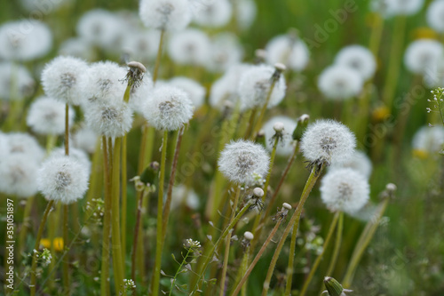 Blooming white dandelions. Close up photo of dandelion seeds after flowering. Natural herb fluffy dandelions. (Taraxacum officinale F.H) flower in the grass. Spring. World Environment Day.