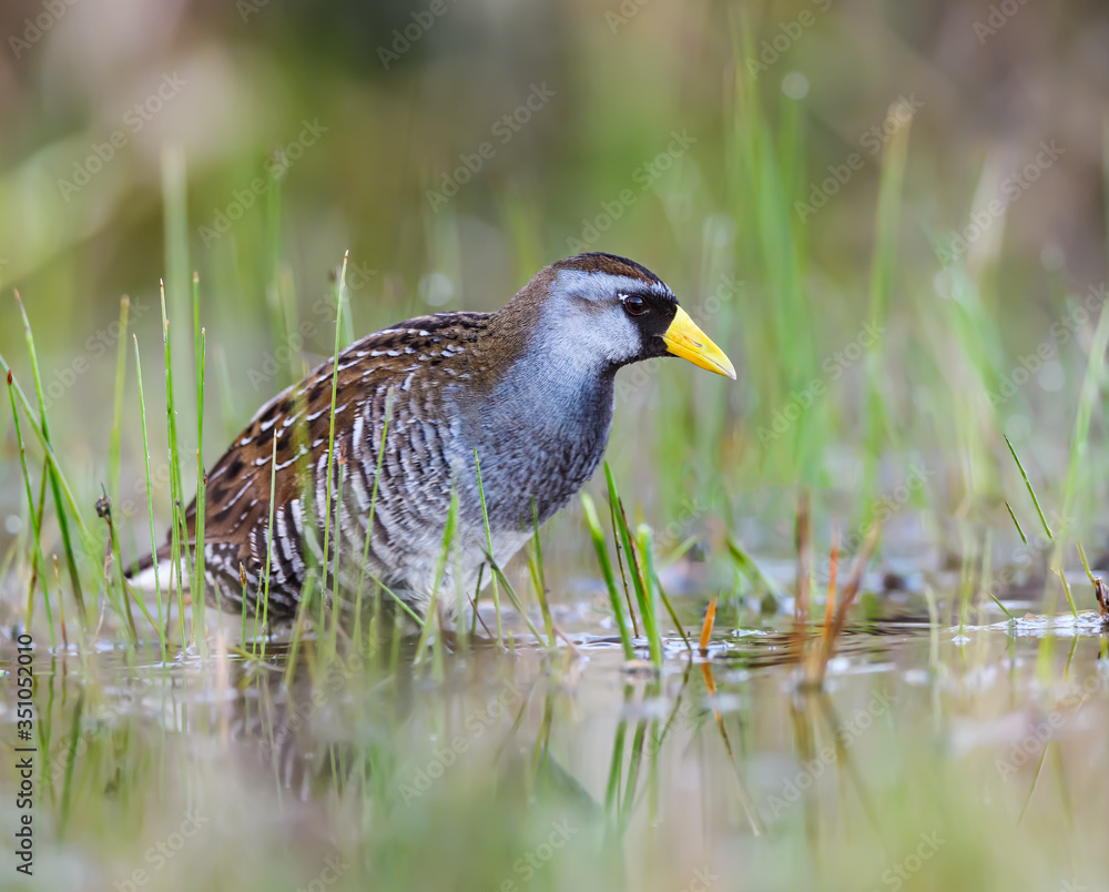 Fototapeta premium Sora Rail or Sora Crake Foraging on the Pond in Spring