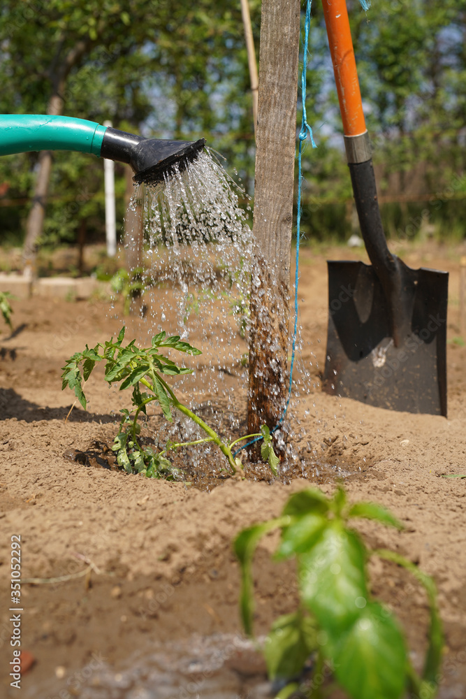 Fototapeta premium In the home kitchen garden, the farmer irrigates tomato seedlings in the spring using a green watering can. Backyard cultivation. Europe Hungary