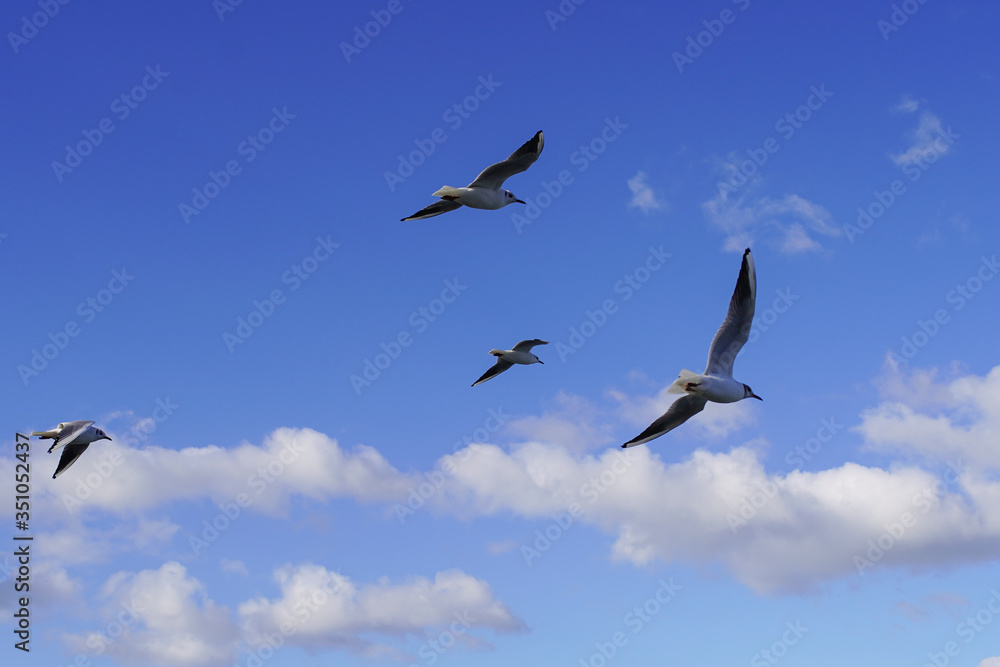 Seagulls on the waterfront fly in the sky among the clouds and the water ripples in the strong wind. natural background, sea landscape with seagulls
