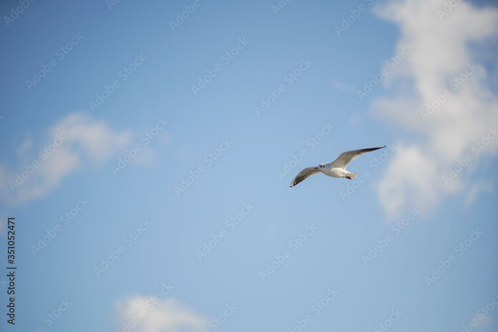 seagull flies over the rippling water in the blue sky among the white clouds. Creative natural background seagull flies over the rippling water in the blue sky among the white clouds. Creative natural background