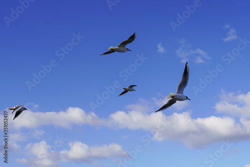 Seagulls on the waterfront fly in the sky among the clouds and the water ripples in the strong wind. natural background, sea landscape with seagulls © Varga_photography