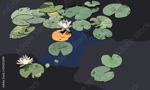 Water Lily with Lily Pads