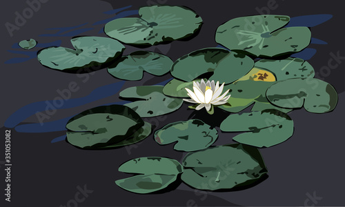 Water Lily with Lily Pads