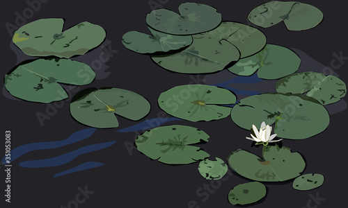 Water Lily with Lily Pads