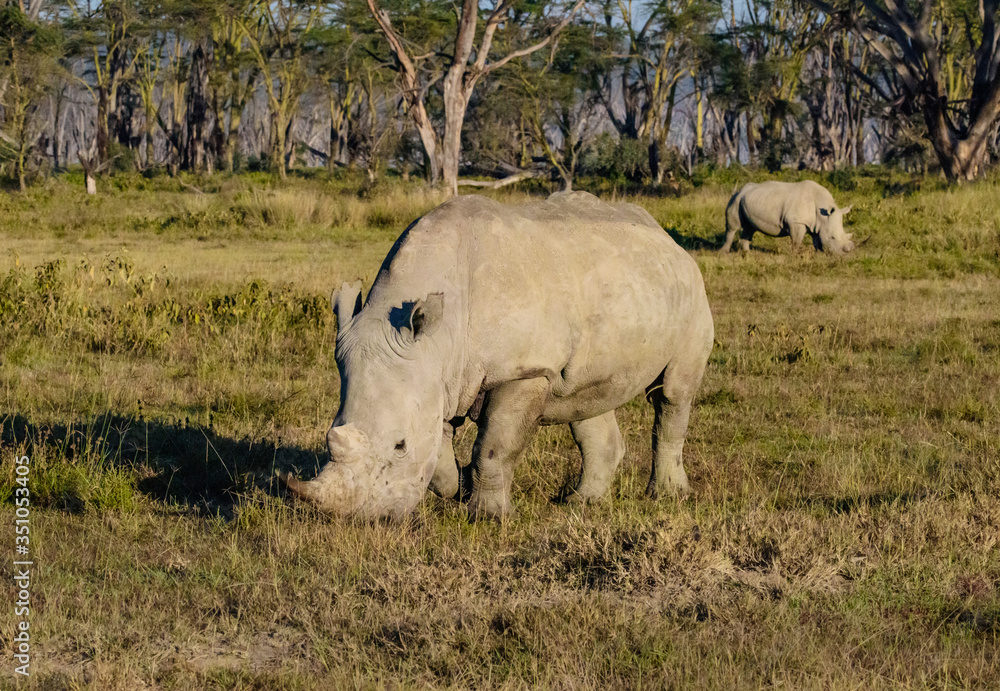 Obraz premium White rhinoceros at Lake Nakuru National Park