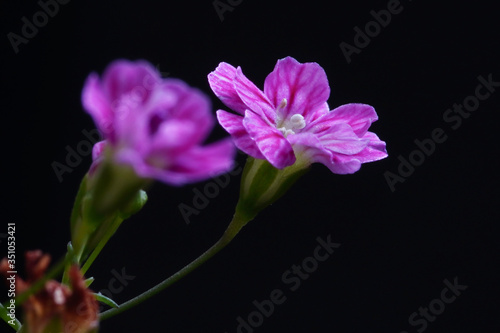 gypsophila flower