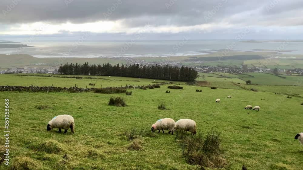white sheep and rams with steep horns eat grass on a green meadow at the foot of a large mountain near the forest, the concept of breeding fine-wool sheep, sheep breeding, farming white sheep and rams with steep horns eat grass on a green meadow at the foot of a large mountain near the forest, the concept of breeding fine-wool sheep, sheep breeding, farming