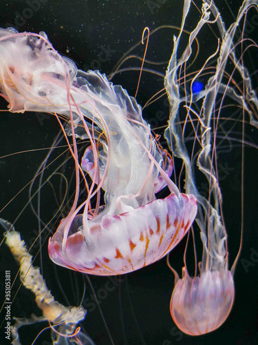 jelly fish in the sea