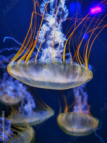jelly fish in aquarium