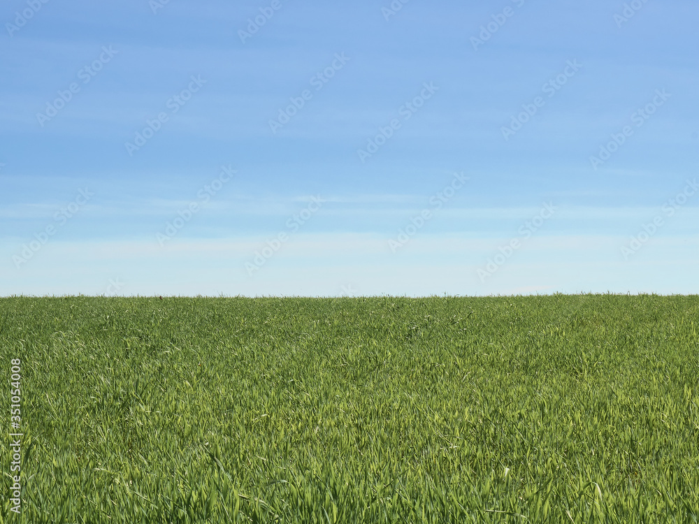 field with green young grass and blue sky