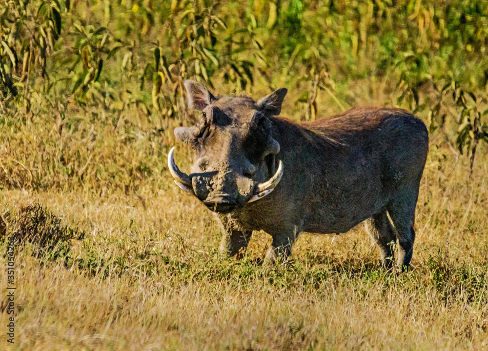 Warthog at Lake Nakuru National Park Warthog at Lake Nakuru National Park