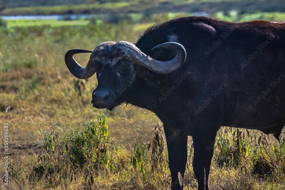 African buffalo at Lake Nakuru National Park