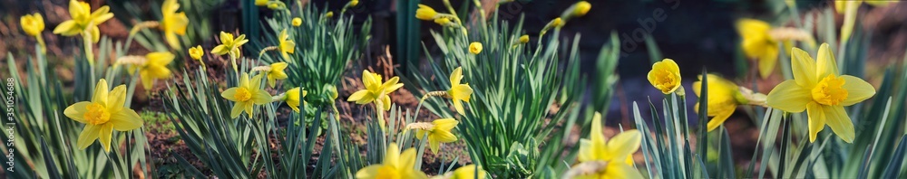 Obraz premium Beautiful narcissus or daffodils, spring natural background, panorama, sunlight, outdoors. Template or mock-up with copy space.