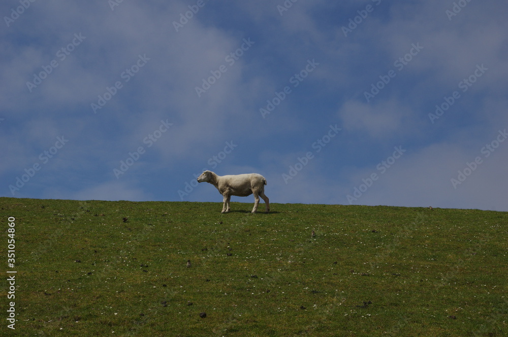Obraz premium Deichschaf