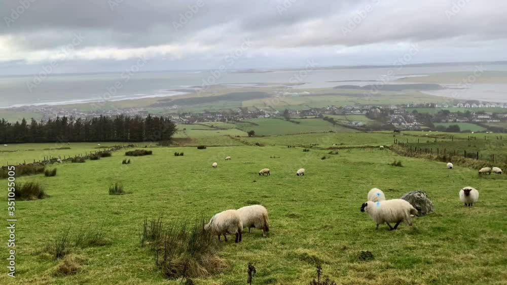 white sheep and rams with steep horns eat grass on a green meadow at the foot of a large mountain near the forest, the concept of breeding fine-wool sheep, sheep breeding, farming white sheep and rams with steep horns eat grass on a green meadow at the foot of a large mountain near the forest, the concept of breeding fine-wool sheep, sheep breeding, farming