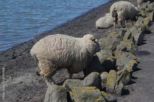 Schaf an der Nordsee photo