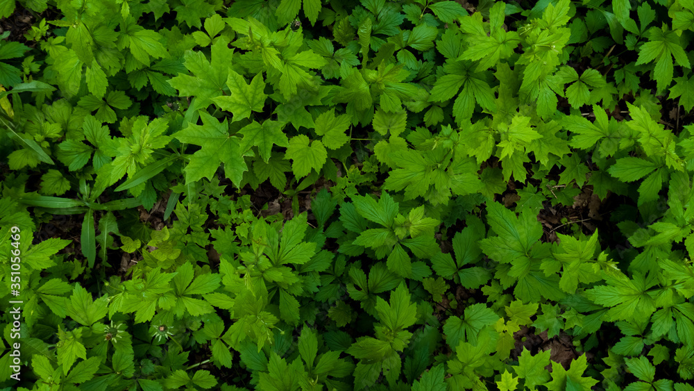 Maple green leaves on the ground in the forest. May, Spring. Background. Macro shooting, closeup Maple green leaves on the ground in the forest. May, Spring. Background. Macro shooting, closeup