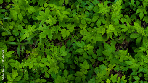 Maple green leaves on the ground in the forest. May, Spring. Background. Macro shooting, closeup