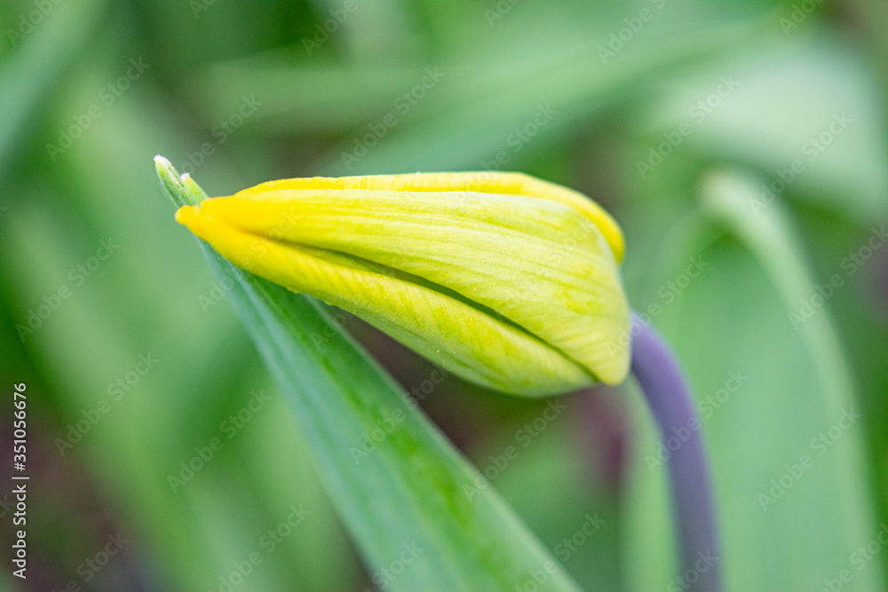 Yellow tulips in the green grass. The first spring flowers. Close up. Yellow tulips in the green grass. The first spring flowers. Close up.