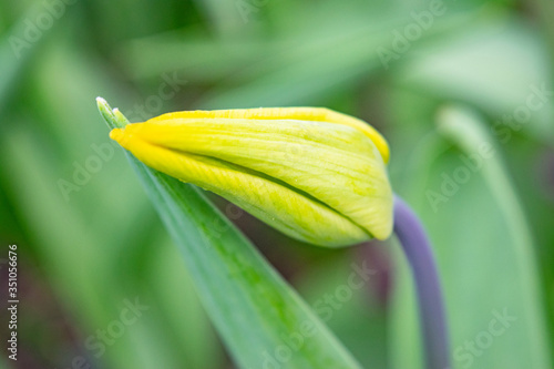 Yellow tulips in the green grass. The first spring flowers. Close up.