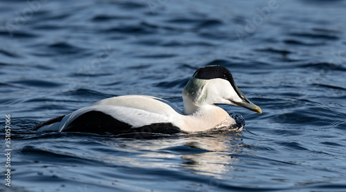The common eider (Somateria mollissima), also called St. Cuthbert's duck or Cuddy's duck. Male.