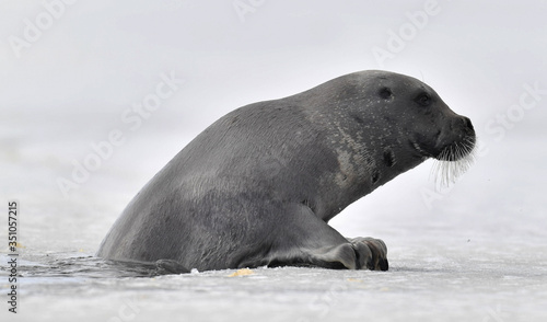 Seal climbs on an ice floe. The bearded seal, also called the square flipper seal. Scientific name: Erignathus barbatus. White sea, Russia © Uryadnikov Sergey