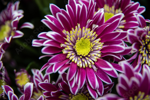 dark pink chrysanthemums with a yellow middle