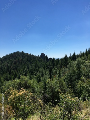 pine trees in the mountains