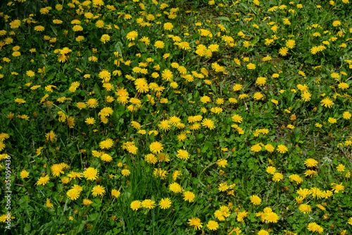 Many yellow dandelions on a background of green grass.