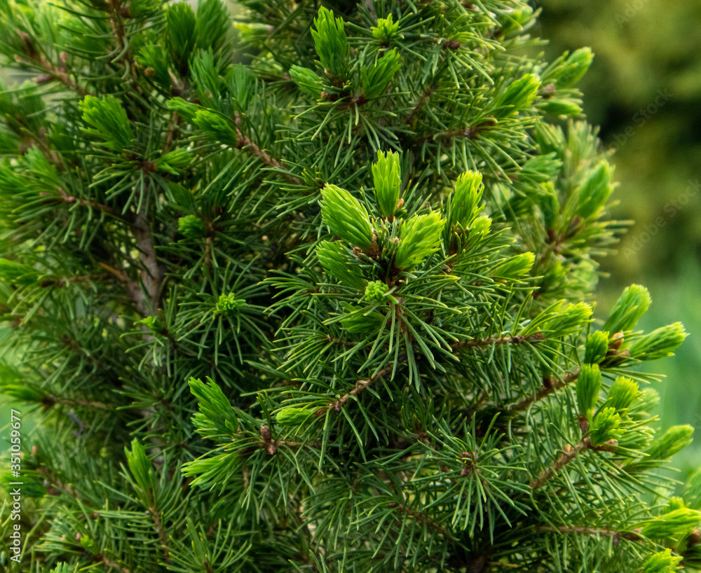 Fresh growing fir tree sprouts on branch in spring forest.