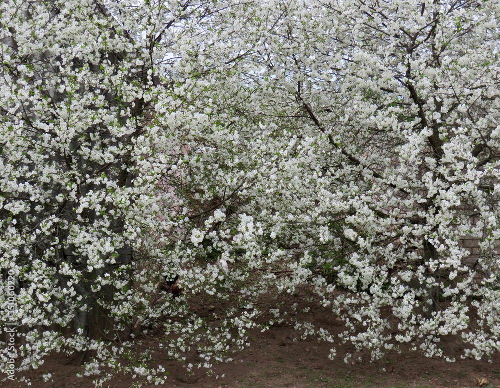 Cherry trees in bloom. Spring garden, trees are blooming. Cherry trees in bloom. Spring garden, trees are blooming.