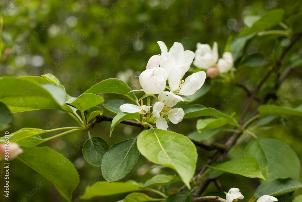 Wild apple tree flowers in the forest. Wild apple tree flowers in the forest.