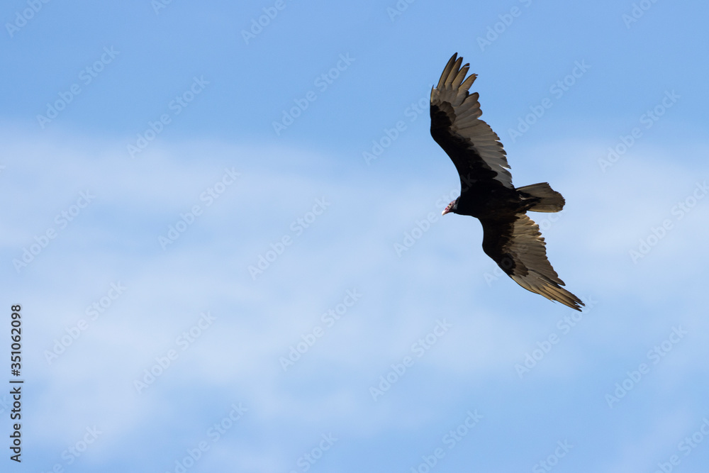 Turkey Vulture in Flight