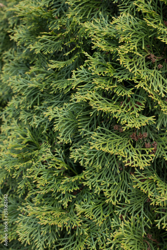 Beautiful green foliage on branch of folded thuja Kan-Kan  Thuja plicata Can     Can . Blurred background. Selective focus. Thuja plicata  Western Red Cedar or Pacific Red Cedar in landscape garden.