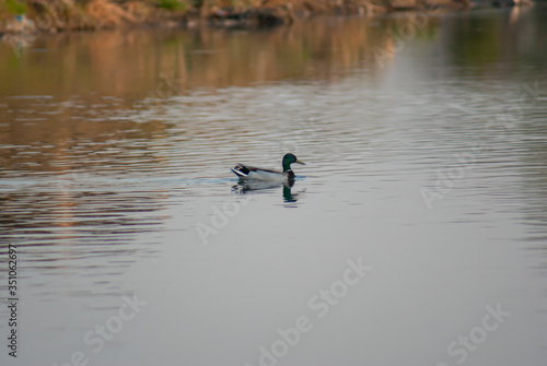 duck on the water © Stanimir