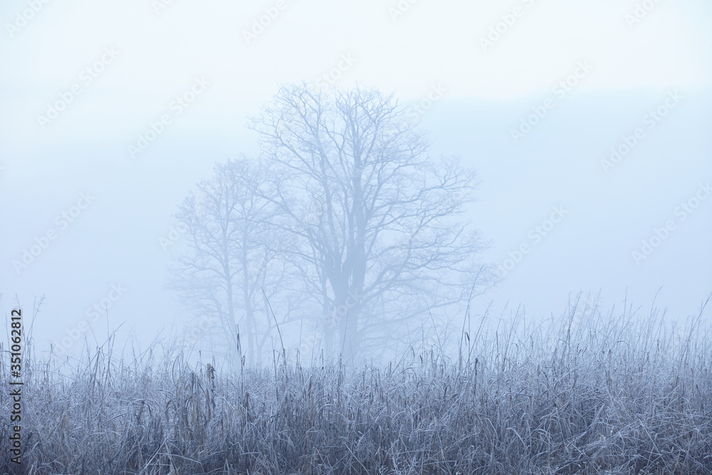 lonely tree in the winter fog lonely tree in the winter fog