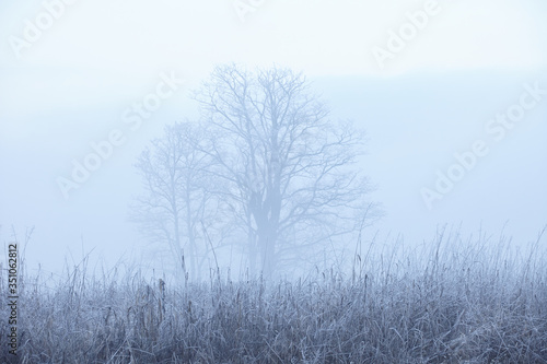 lonely tree in the winter fog