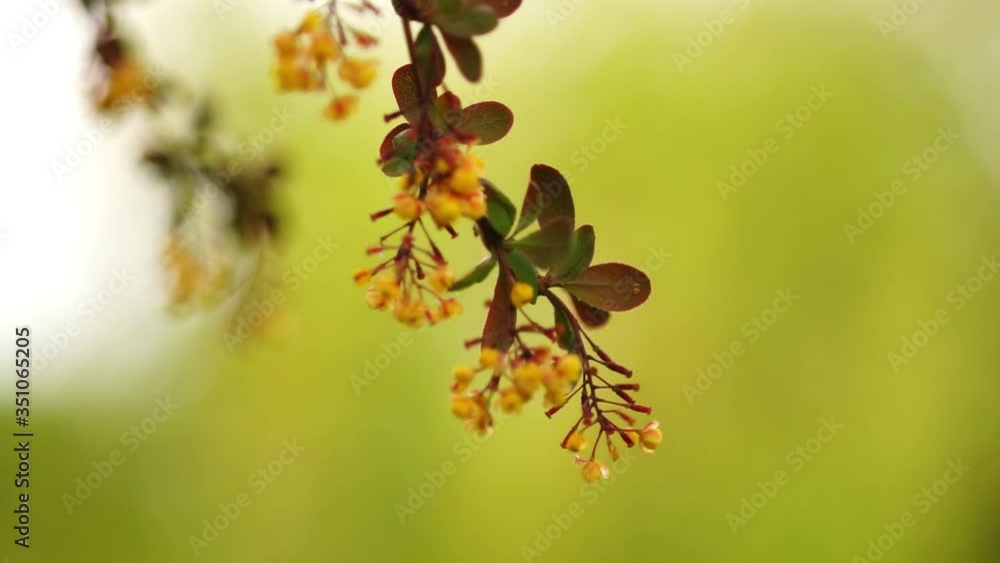 Barberry bush with small purple leaves and yellow flowers grows in a spring garden, green blurred background. Barberry bush with small purple leaves and yellow flowers grows in a spring garden, green blurred background.