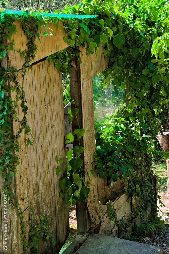 ivy on a wall ivy on a wall
