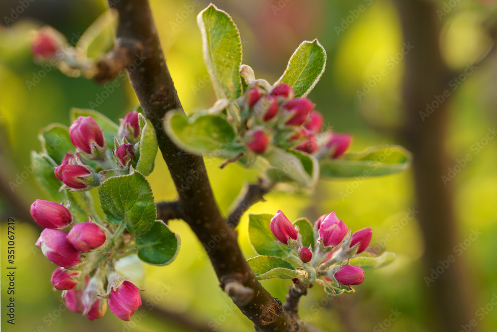 Close up of new cherry tree blossom flowers spring on green blur background Close up of new cherry tree blossom flowers spring on green blur background