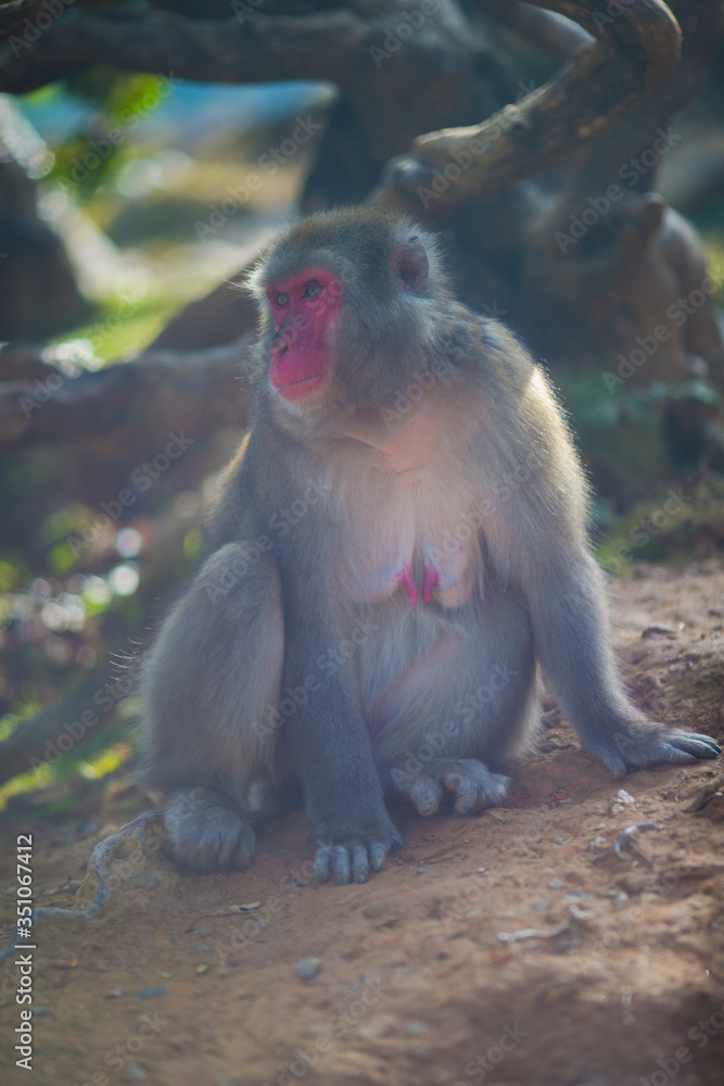 Animalistic Portrait of Feeding Japanese Macaque On Tree at Arashiyama Monkey Park Iwatayama in Kyoto, Japan. Animalistic Portrait of Feeding Japanese Macaque On Tree at Arashiyama Monkey Park Iwatayama in Kyoto, Japan.