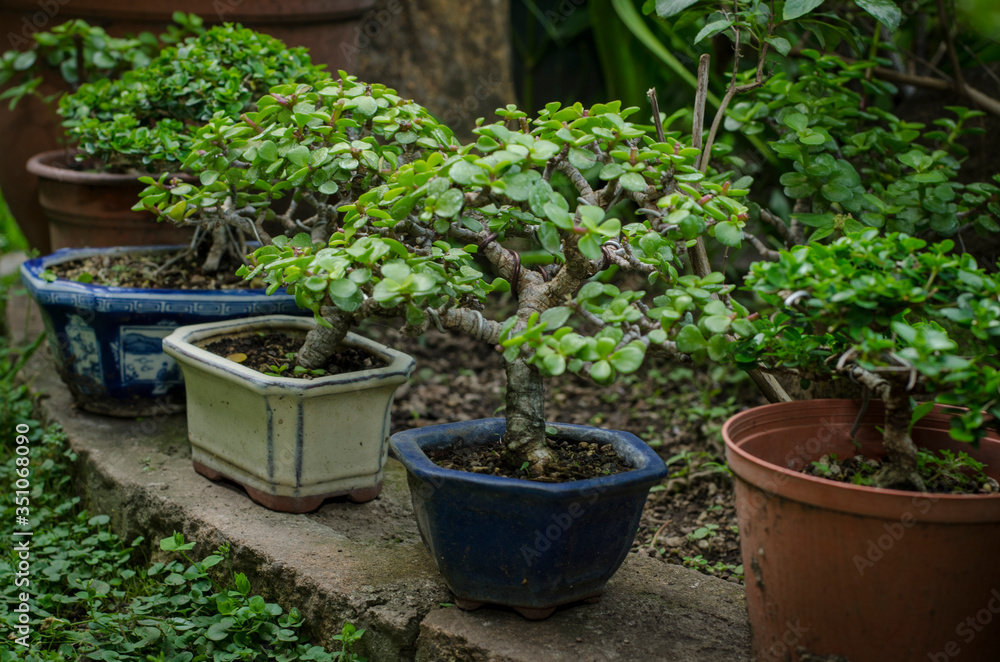 Small bonsai trees in color pots Small bonsai trees in color pots