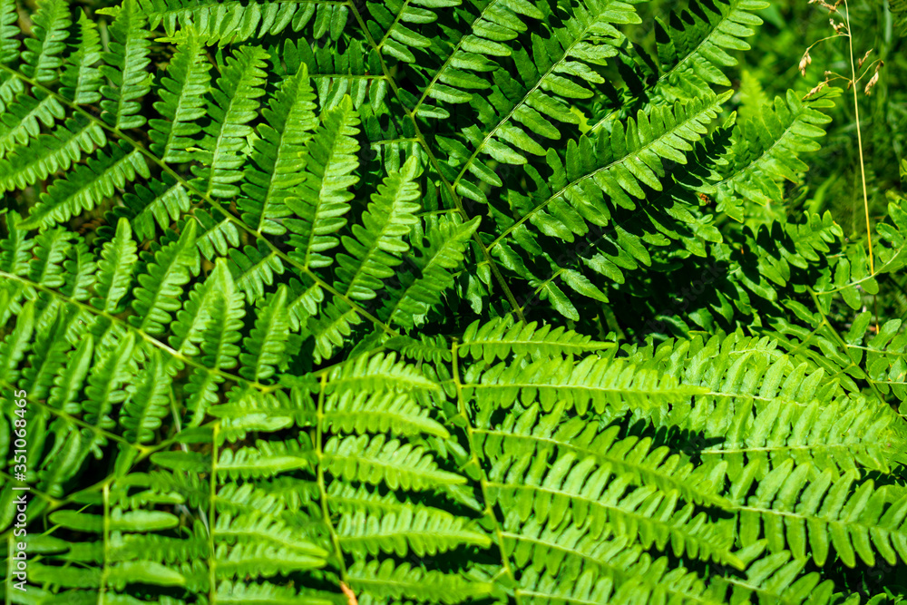 green fern leaves pattern