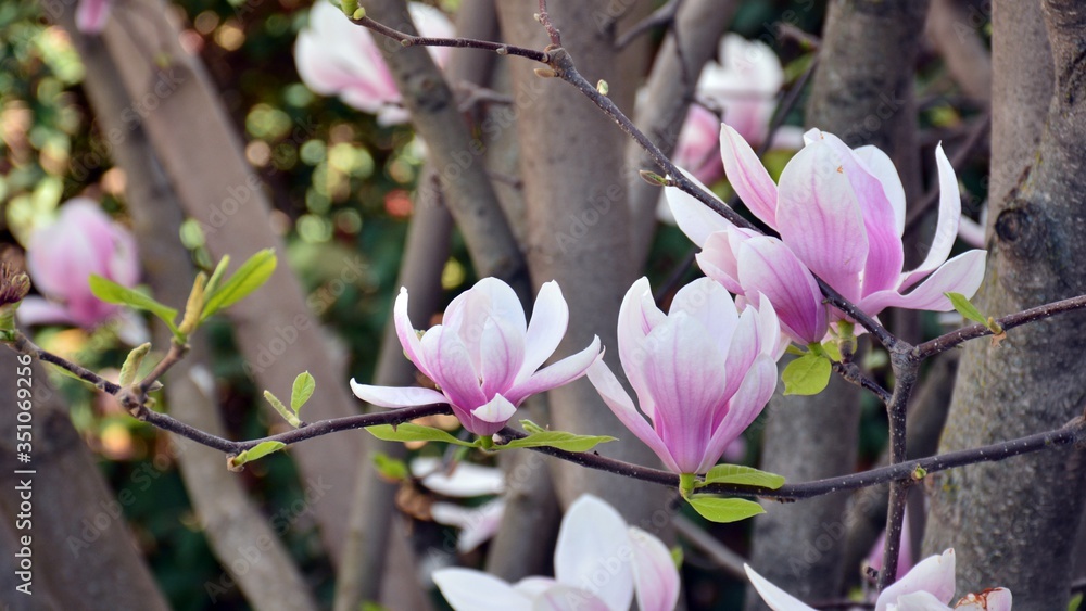 Flor rosada de magnolia en primavera