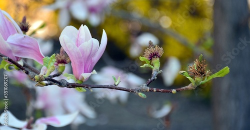 Flores rosadas de magnolia en una rama del   rbol