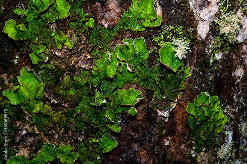 green moss on a tree trunk california