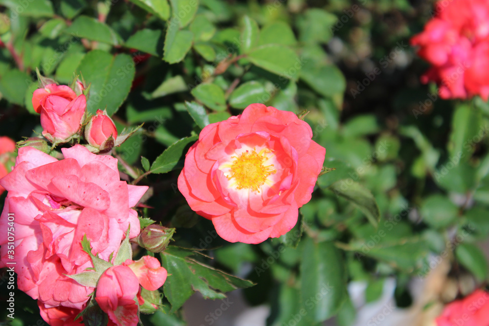 garden ground cover roses garden ground cover roses
